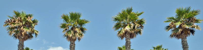 Palmenstrand - Ligurien