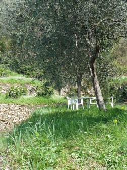Sitzplatz unter Olivenbäumen